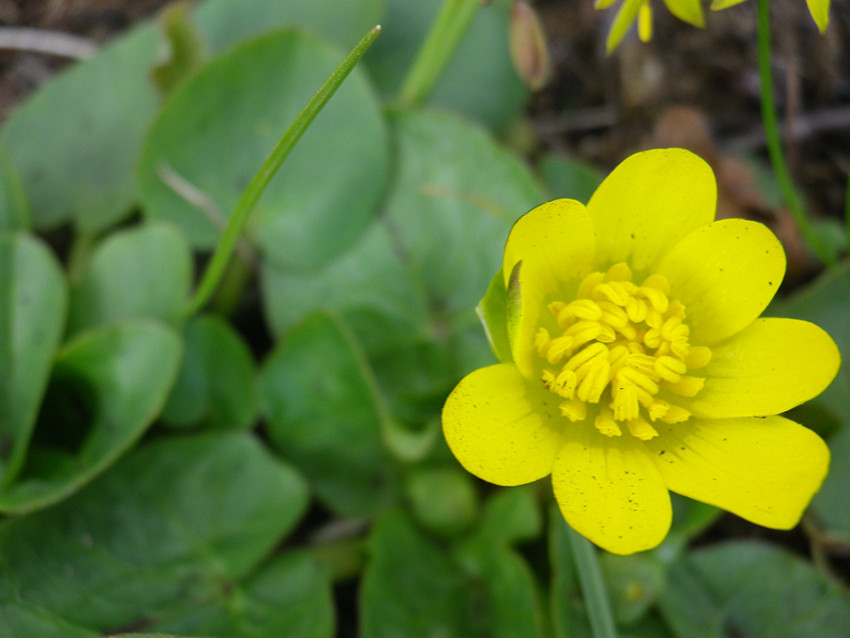  весняна (Ficaria verna L.)